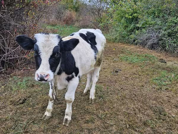 Stier, Russian Black pied cattle