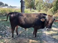 گاو نر, گاو — عکس 1