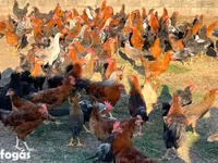 Chickens — รูปภาพ 1
