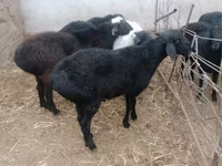 كبش, Rhon sheep — الصورة 1