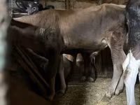 Toro, Ganado vacuno — foto 2