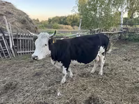 Αγελάδα, Russian Black pied cattle — φωτογραφία 2