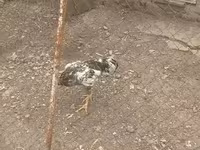 Chickens — 2-rasm