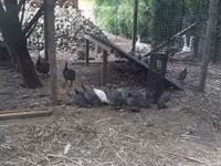 Guinea fowl — foto 1