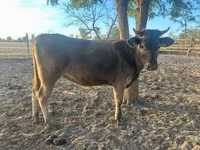 Sigir, Qoramol — 1-rasm