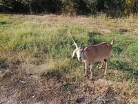 Kambing betina, Nubian Goat — foto 6