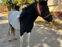 Kuda betina, Horses — foto 4