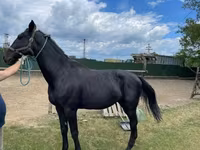 Horse (M), Nonius horse — photo 6