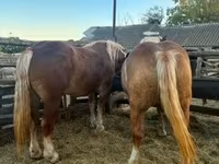 Kuda betina, Hungarian horse breed — foto 7