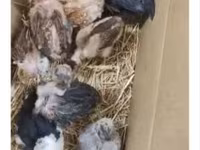 Chickens — foto 3