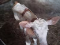 วัวตัวผู้, Simmental cattle — รูปภาพ 5