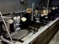 Bulle, Swiss cattle — Foto 1
