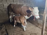 گاو ماده, گاو — عکس 3