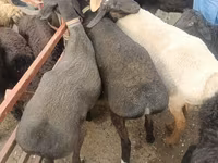 Biri-biri (lot, jantina tidak dinyatakan), Edilbay sheep — foto 3