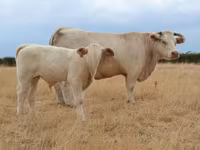 Ko, Charolais cattle — foto 3