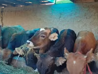 公牛, Cattle — 照片 3