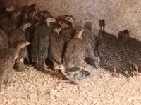 Guinea fowl — fotografija 3