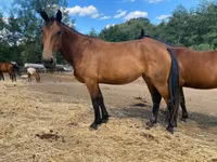 Cavalla, Nonius horse — foto 2