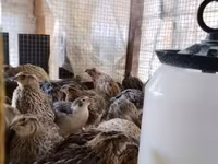 Quails — الصورة 3