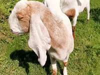 பெண் வெள்ளாடு, Nubian Goat — புகைப்படம் 6