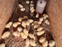 Chickens — عکس 2