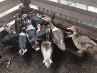 Ducks — foto 6