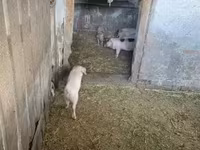 Cerda, Cerdos — foto 4