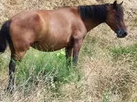 Mare, Horses — photo 3