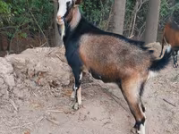Kambing jantan, Saanen goat — foto 2