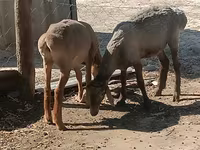 Kambing betina, Sheep — foto 7