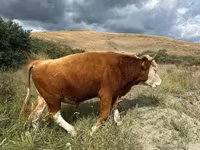 Бик, Simmental cattle — фото 3