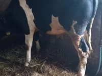 ወንድ በሬ, Holstein breed — ፎቶ 3
