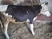Krava, Russian Black pied cattle — foto 2