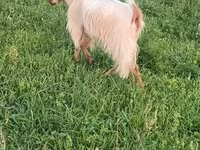 Kambing betina, Goats — foto 5