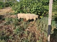 میش, گوسفند — عکس 2