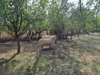 Хуц, Tsigai sheep — 1 зураг