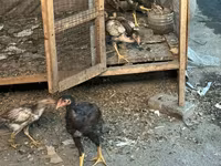 Chickens — عکس 3