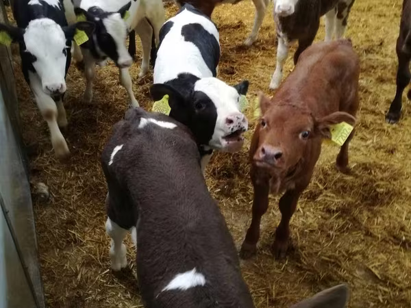 Toro, Bovini