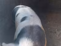 Se vind porci — 사진 2