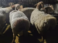 Pecora, Pecore — foto 7