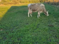 گاو ماده, گاو کستای — عکس 2