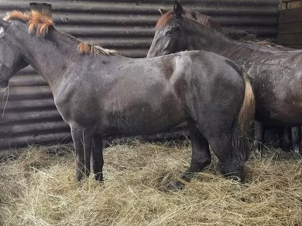 ፈረስ, Horses
