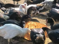 Ducks — รูปภาพ 1