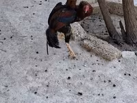 Chickens — รูปภาพ 5