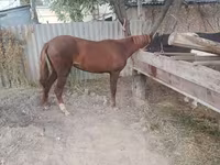 Kobila, Kyrgyz Horse — fotografija 3