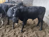Toro, Karaku — foto 7