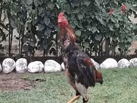 Chickens — รูปภาพ 4