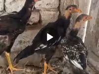 Chickens — عکس 1