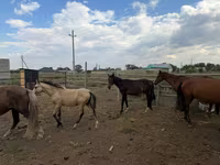 ፈረስ, Horses — ፎቶ 1