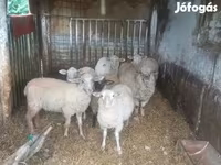 公羊, Sheep — 照片 5